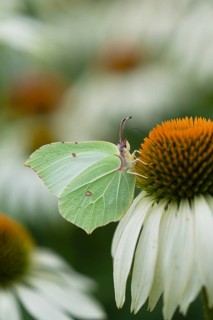 Brimstone butterfly (Gonepteryx rhamni) adult male insect feeding on a garden Coneflower (Echinacea