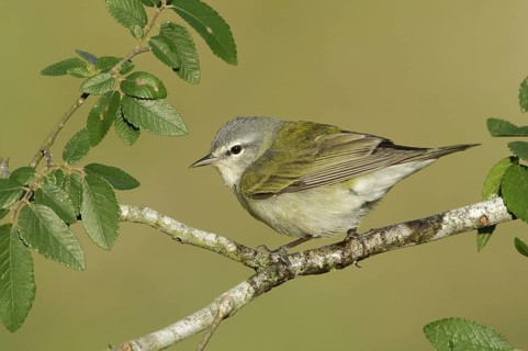 Tennessee Warbler (Leiothlypis peregrina), Texas, USA