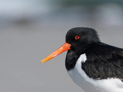 Eurasian Oystercatcher (Haematopus ostralegus), Schleswig-Holstein, Germany