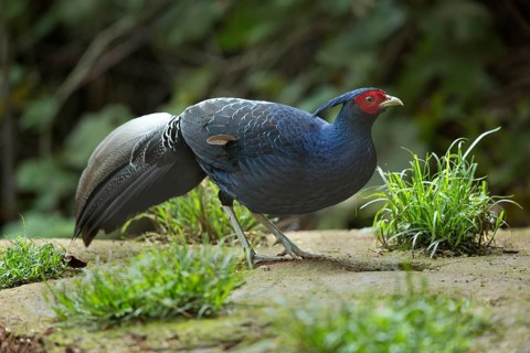 Kalij Pheasant (Lophura leucomelanos) male, Yunnan, China