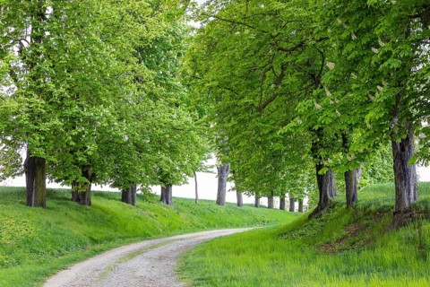 Listed avenue with old trees of white horse chestnut (Aesculus hippocastanum) in Hermsdorf,