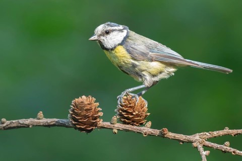 Eurasian Blue Tit (Cyanistes caeruleus) perched on a branch, Lower Saxony, Germany