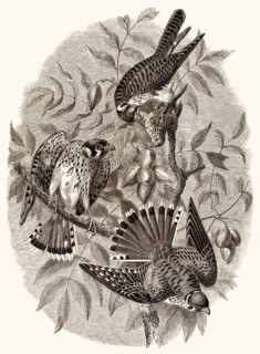 The American Common Kestrel, Falco sparverius, the smallest and most common falcon in North