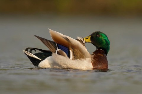 Mallard (Anas platyrhynchos) male, Utrecht, Netherlands