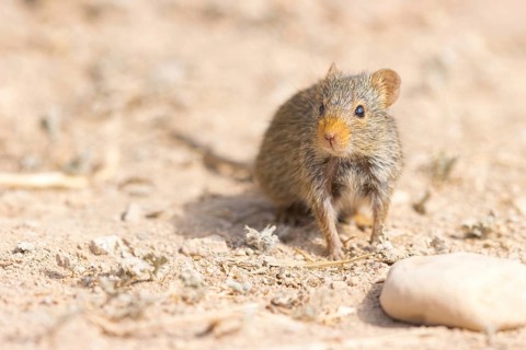 Nile rat, Nile grass rat, (Arvicanthis niloticu) s, Middle East, Oman, Dhofar Governorate, Oman,