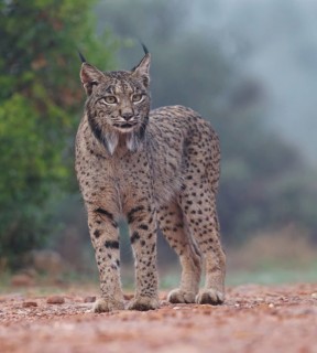 Lynx pardinus, portrait, Castilla-La Mancha, Spain