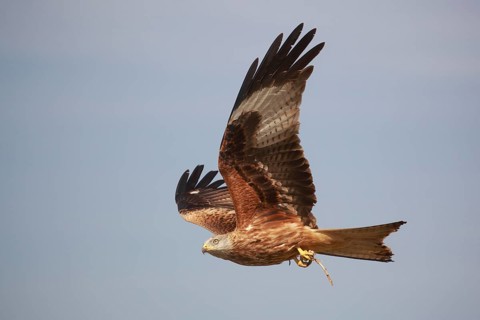 Red Kite (Milvus milvus) flying, Spain