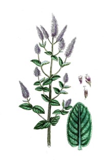Mentha sylvestris, field mint, also known as corn mint, digital reproduction of a historical