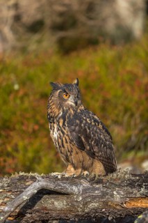 One Eurasian Eagle Owl, Bubo bubo, sitting on a fallen, moss and lichen covered grey tree stump,