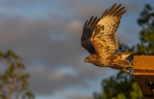 A majestic hawk takes off from a wooden perch at sunset, showcasing powerful wings and intense gaze