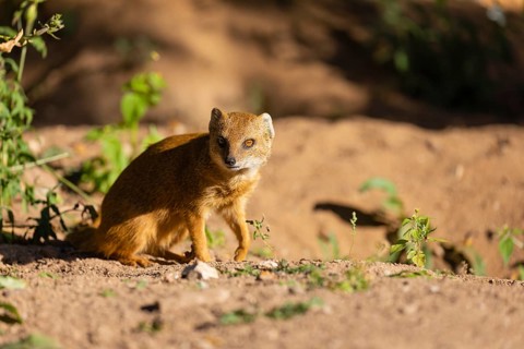 One yellow mongoose, Cynictis penicillata, or red meerkat sitting on sandy terrain
