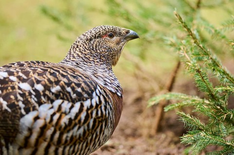Western capercaillie (Tetrao urogallus) female (hen) portrait, Bavaria, Germany