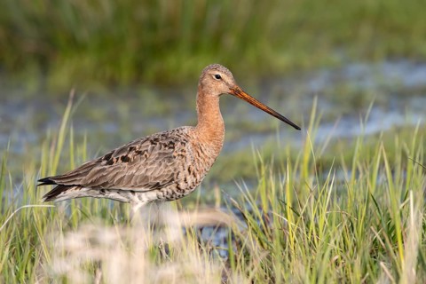 Black-tailed godwit (Limosa limosa), Ochsenmoor, Dümmer, Lemförde, Lower Saxony, Germany
