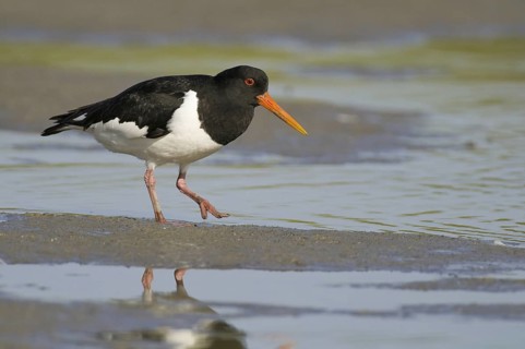 Eurasian Oystercatcher (Haematopus ostralegus), Texel, Netherlands