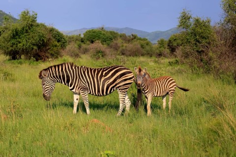 Burchell's zebra (Equus quagga burchelli), Burchell's zebra, adult, female, mother, young animal,