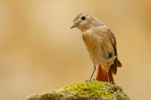 Common Redstart (Phoenicurus phoenicurus) female, Asturias, Spain