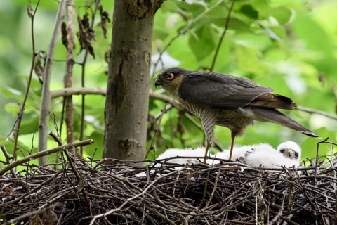 Blitzbesuch... Sperber *Accipiter nisus*