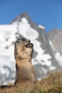 One adult Alpine Marmot, Marmota marmota, sitting erected, feeding on something. Großglockner