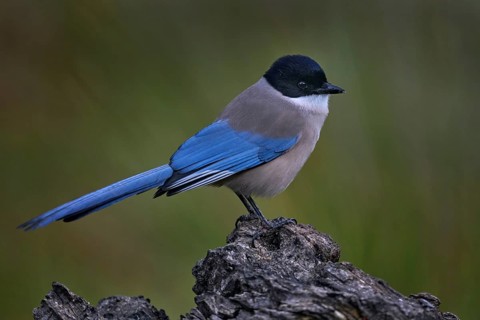 Azure-winged Magpie, Cyanopica cyanus, rare bird on the rock habitat, Sierra de Andújar, Andalusia,