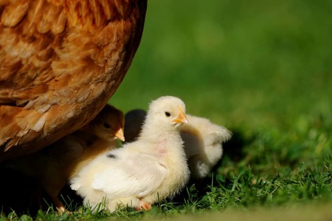Hen protecting her chicks crowding in the grass, domestic fowl (Gallus gallus domesticus),