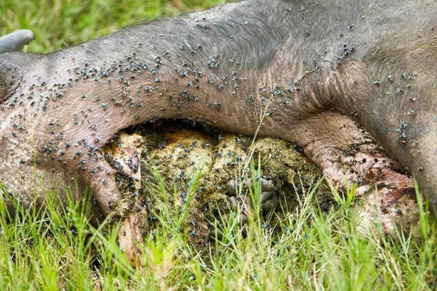 Colourful flies on the carcass of an African buffalo (Syncerus caffer), Akagera National Park or