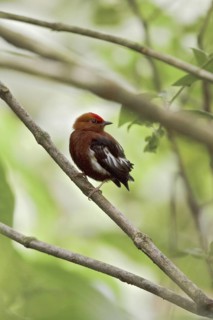 Club-winged Manakin (Machaeropterus deliciosus) male perched on a branch, Ecuador
