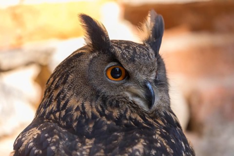 One Eurasian Eagle Owl, Bubo bubo, perched on the walls of a ruin of a monastery. Backlit portrait