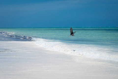 A black heron flays over a pristine white sand beach as gentle turquoise waves wash ashore under a