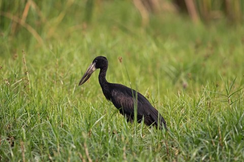 African Openbill (Anastomus lamelligerus) foraging, Semuliki National Park, Uganda