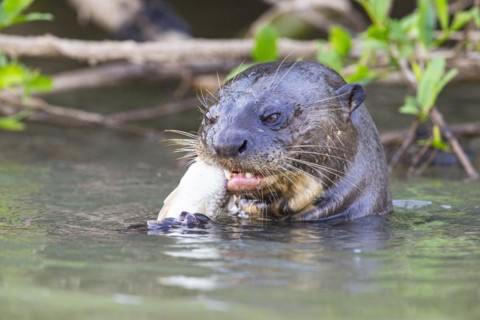 Giant otter (Pteronura brasiliensis) Pantanal Brazil