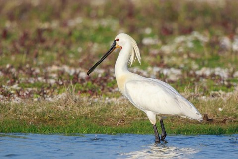 Eurasian Spoonbill (Platalea leucorodia) foraging, Netherlands