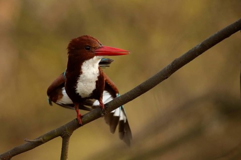 White-throated Kingfisher (Halcyon smyrnensis), Rajasthan, India