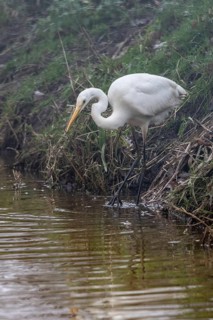 Great White Egret (Ardea alba), Emsland, Lower Saxony, Germany