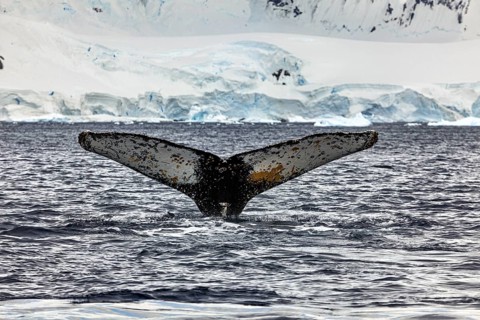 A whale fin in icy Antarctic waters, surrounded by ice, The fluke of a diving humpback whale in the