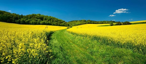 Field path through blossoming rape field under blue sky, Burgenlandkreis, Saxony-Anhalt, Germany