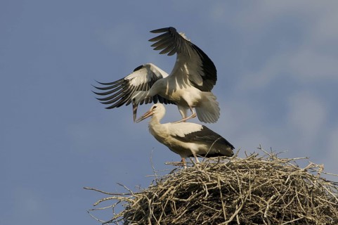White Stork (Ciconia ciconia) nest, Saxony, Germany