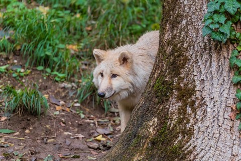 One arctic wolf (Canis lupus arctos) standing in a forest, partially hidden behind a tree