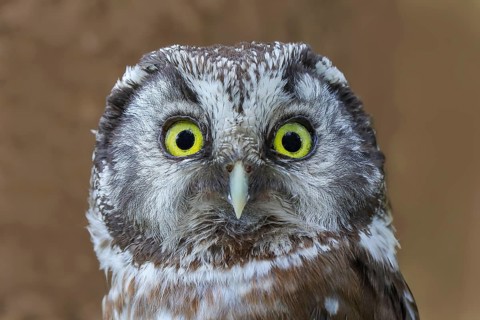 Great Horned Owl (Aegolius funereus), portrait, Wildlife, Nature photography, Owls, Owls,