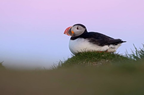 Atlantic Puffin (Fratercula arctica), Látrabjarg, Iceland