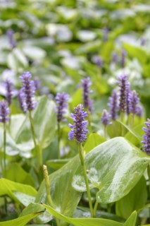 Pickerelweed (Pontederia cordata), Arboretum van Delden, Gronau, Lower Saxony, Germany