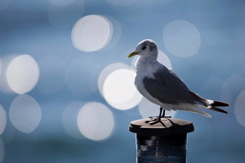 Black-legged Kittiwake (Rissa tridactyla tridactyla), North Sea, Germany