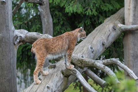 One Eurasian lynx, (Lynx lynx), walking up on a fallen tree. Side view with green forest in the
