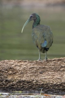 Green Ibis (Mesembrinibis cayennensis), Manu National Park, Peru