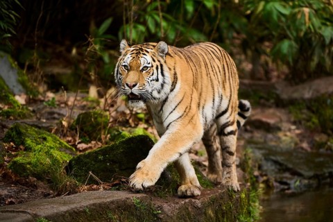 Siberian tiger or Amur tiger (Panthera tigris altaica) walking on the ground, captive, habitat in