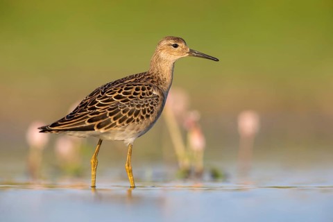 Ruff (Calidris pugnax) female, Poland