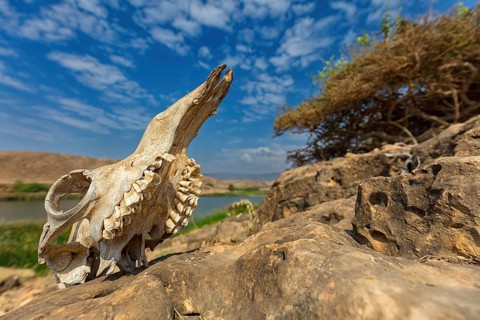 Landscape, Oman, Wadi Darbat, Khor Rori, Khawr Rawri, Mountain, Reeds, Rock, Stone, Skull,