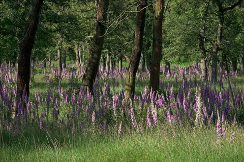 Common foxglove (Digitalis purpurea) in deciduous forest, Lower Rhine, North Rhine-Westphalia,