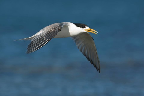 Greater Crested Tern (Thalasseus bergii) flying, Victoria, Australia