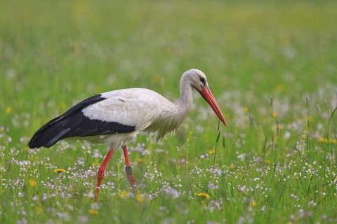 White Stork (Ciconia ciconia) foraging, North Rhine-Westphalia, Germany