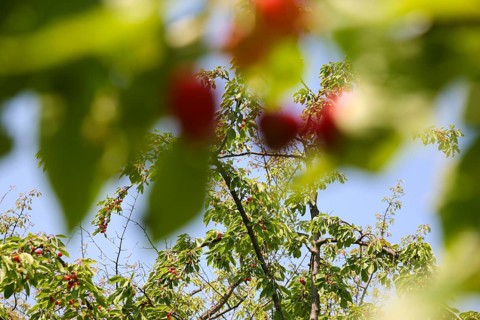 Dettinger Kirschenweg and Kirschenheimat, tradition of growing cherries in the Erms Valley, cherry